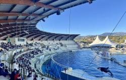 une pétition lancée contre la fermeture du Marineland d’Antibes, prévue le 5 janvier