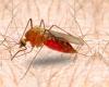 Les cas de paludisme importé en hausse à La Réunion