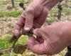 dégâts sur certaines parcelles de vignes en Savoie, « c’est une catastrophe »