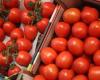 Malgré le boycott et la sécheresse, l’Espagne a importé 491 tonnes de tomates marocaines