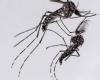 Contre les piqûres de moustiques, lâchers massifs de mâles stériles