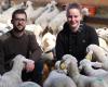 En Deux-Sèvres, pays des chèvres, la ferme de la Ménardière, à Savoir, se concentre sur le mouton