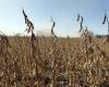 Les contrats à terme sur le blé rebondissent alors que les risques météorologiques ébranlent les marchés