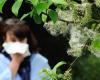 Pourquoi il est encore difficile de traiter efficacement les allergies au pollen