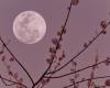 La Lune Rose d’avril 2024 portera chance à ces 3 signes astrologiques