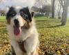 impressionnant élan de solidarité pour retrouver un chien disparu en Savoie