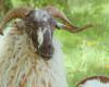 En Gironde, deux moutons landais ont élu domicile dans un Ehpad public