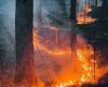 Québec alloue 425 000 $ à La Tuque pour des mesures d’atténuation des incendies de forêt