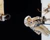 La NASA se prépare pour la sortie dans l’espace de Roscosmos à l’extérieur de la Station spatiale internationale le 25 avril