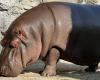 Un hippopotame confondu avec un mâle pendant des années