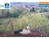 VIDÉO. Une webcam permet de voir en direct un nid de cigogne et de suivre l’évolution de la couvaison