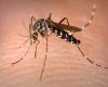 Déjà un nombre record de cas importés de dengue en France métropolitaine, avant même les Jeux olympiques