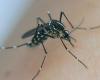 un spécialiste des moustiques s’attend à une « plus grande » circulation du virus cet été avec les Jeux Olympiques