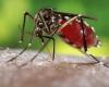nombre record de cas importés de dengue en France