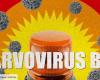 Cinq bébés morts en 2024, alerte sur l’épidémie de parvovirus B19 en France
