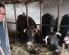 en Sud Gironde, les éleveurs craignent la fermeture de l’abattoir de Bazas