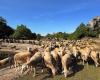 Réquista. « La filière ovine est une petite industrie, mais elle pèse lourd », France Brebis Laitière tire la sonnette d’alarme en Aveyron