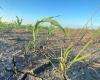 La sécheresse « inquiète » mais « n’alarme pas » encore au Manitoba