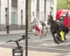 chevaux en fuite dans le centre de Londres