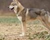 La présence d’un chien-loup de Saarloos à l’origine de l’autorisation d’abattage de chiens en Aveyron