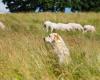 L’abattage des chiens « errants, errants ou malveillants » est autorisé dans cinq communes de l’Aveyron