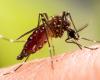 Températures douces et humidité élevée… faut-il se préparer à une prolifération de moustiques ? – .
