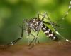 ARS – L’épidémie de dengue s’accélère