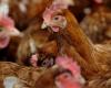 Une étude française révèle que les poules rougissent en fonction de leurs émotions