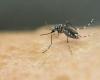 face à l’explosion des cas de dengue, Santé Publique France appelle à la « vigilance »