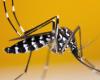 alerte moustique tigre, la dengue bat des records en France métropolitaine… faut-il s’inquiéter avant les Jeux et comment s’en protéger ? – .
