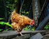 Les chercheurs découvrent que les poulets rougissent