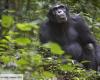 La déforestation pour le tabac amène les chimpanzés à manger des excréments de chauves-souris remplis de virus