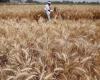 Les prix du blé sont proches de leur plus haut niveau depuis trois mois en raison de la sécheresse et de problèmes d’approvisionnement