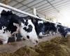 Faut-il s’inquiéter du lait contaminé par le virus H5N1 ? – .