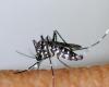 Dengue, chikungunya… Attention, le moustique tigre est très présent en Seine-Maritime