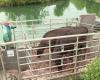 transhumance de bovins en bateau dans le Marais Poitevin
