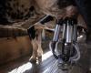 Traces de grippe aviaire détectées dans le lait de vache, qui reste buvable selon les autorités