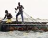La rareté des sardinelles au Sénégal inquiète les acteurs de la pêche