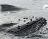 Le Japon présente son nouvel amiral baleinier