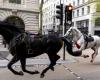 des chevaux en fuite sèment la zizanie à Londres et font quatre blessés – Libération