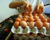 Ce producteur d’œufs a-t-il menti sur la qualité de ses produits ? – .