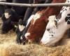 traces du virus H5N1 trouvées dans le lait de vache pasteurisé