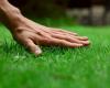 Combien coûtera l’entretien de la pelouse cette année ? – .