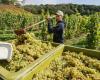 Agriculture. La production mondiale de vin au plus bas niveau depuis les années 1960