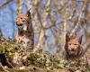 Une première en Belgique, deux lynx nés en captivité réintroduits dans la nature allemande