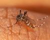 La Côte d’Azur en alerte face à la résurgence des cas importés de dengue