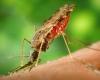 La province thaïlandaise de Tak en alerte au paludisme