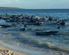 Des dizaines de dauphins s’échouent sur une plage australienne