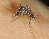 Les cas de dengue importés en hausse en France métropolitaine