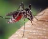 le nombre de cas de dengue en France multiplié par treize en 2024, comment s’en protéger ? – .